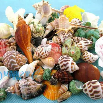 50pcs Aquário Enfeites do Aquário da Paisagem Decoração Mista Diferentes Concha Natural de Conchas e Peixes Aquáticos do seu animal de Estimação