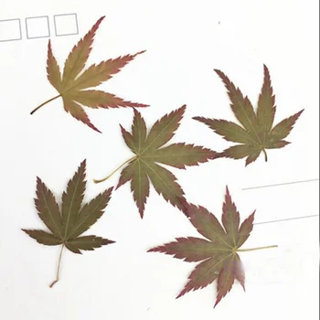 120pcs Secas Pressionado Natural de 2-4cm Maple Leaf de Plantas do Herbário De Jóias Favorito cartão Postal da caixa do Telefone do Cartão de Convite de DIY